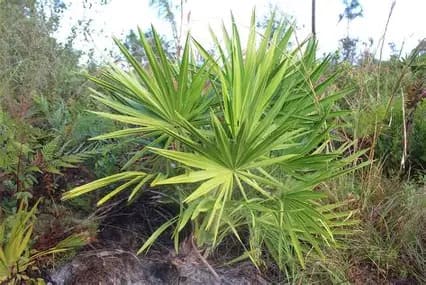 Saw Palmetto